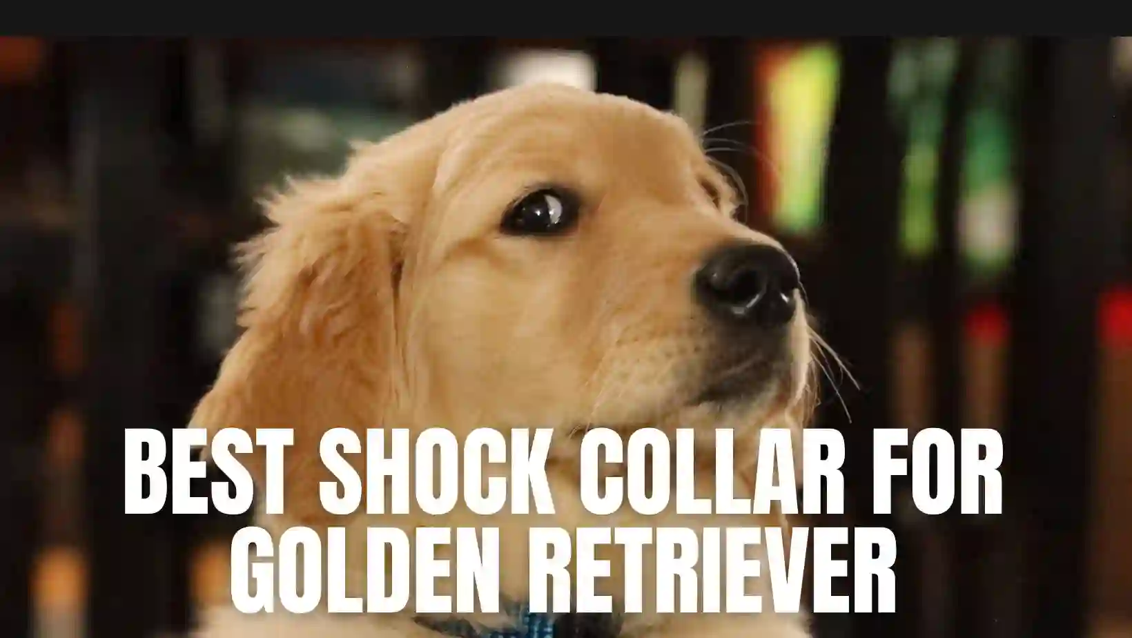 Best Shock Collar For Golden Retriever