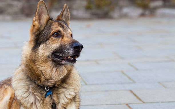 Best Shock Collar for German Shepherd Dogs