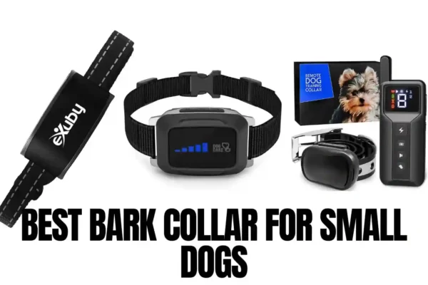 Best Bark Collar for Small Dogs