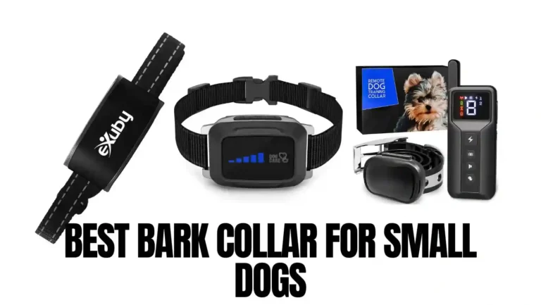 Top 10 Best Bark Collar for Small Dogs (2023)
