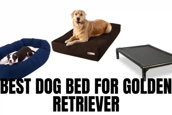 Best Dog Bed for Golden Retriever