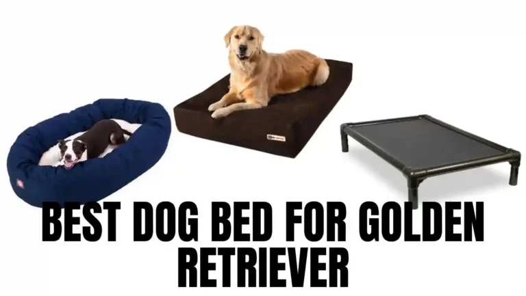 10 Best Dog Bed for Golden Retriever You Can Buy (2023)