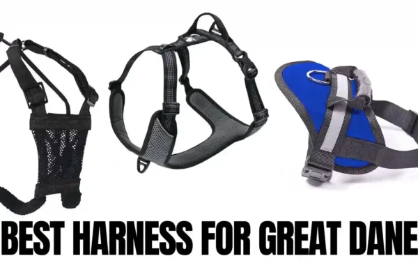 Best Harness For Great Dane