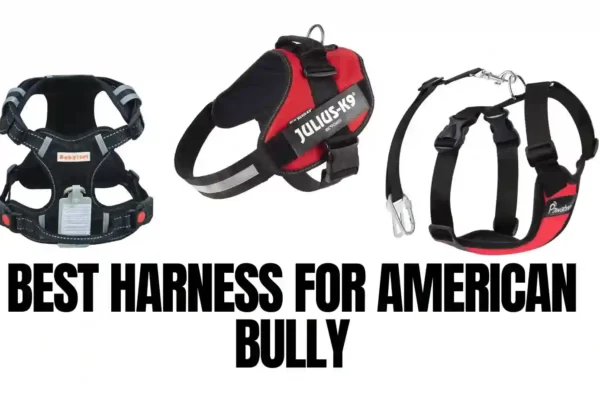 Best Harness for American Bully