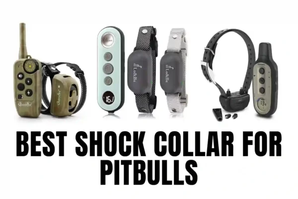 Best Shock Collar For Pitbulls
