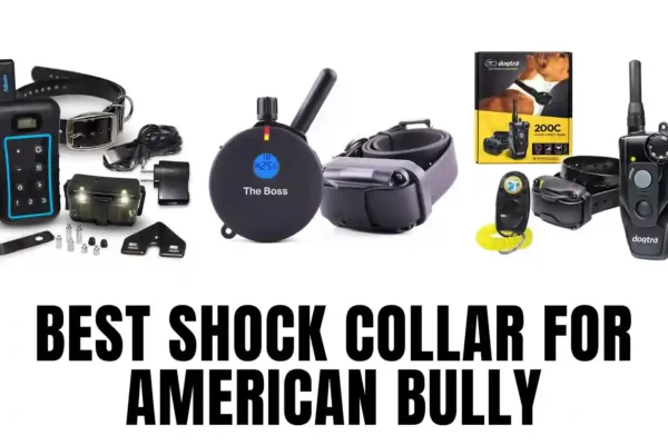 Best Shock Collar for American Bully