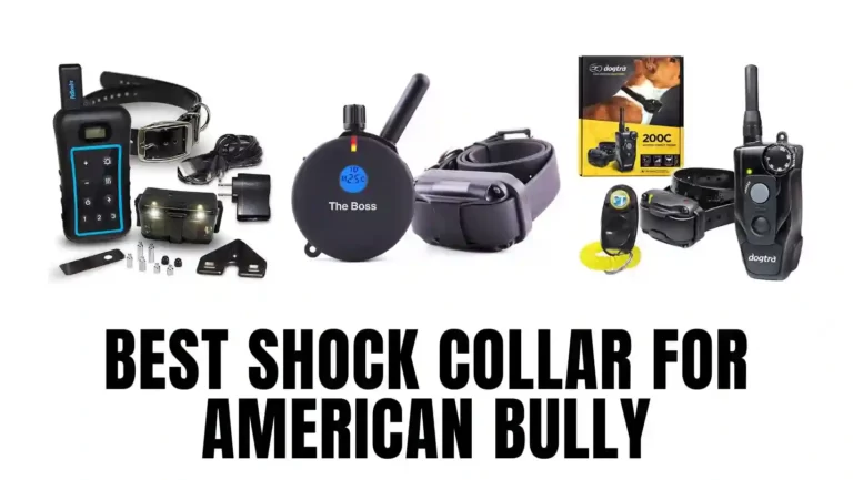 10 Best Shock Collar for American Bully For 2023 (Updated)