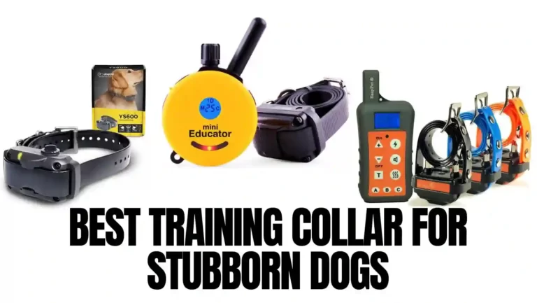 10 Best Training Collar for Stubborn Dogs For 2023
