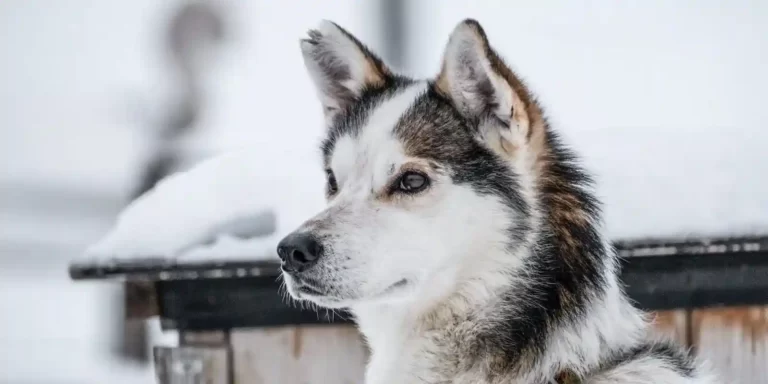 Top 10 Best dog houses for siberian husky for 2023