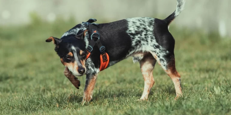 10 Best Shock Collar For Blue Heeler (Australian Cattle Dog) in 2023