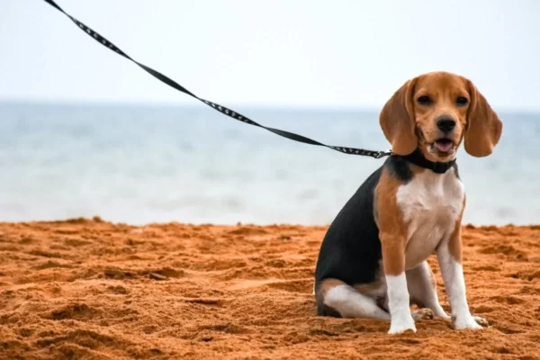 How to Train a Beagle With a Shock Collar
