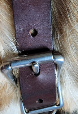 Best Dog Collars To Prevent Matting