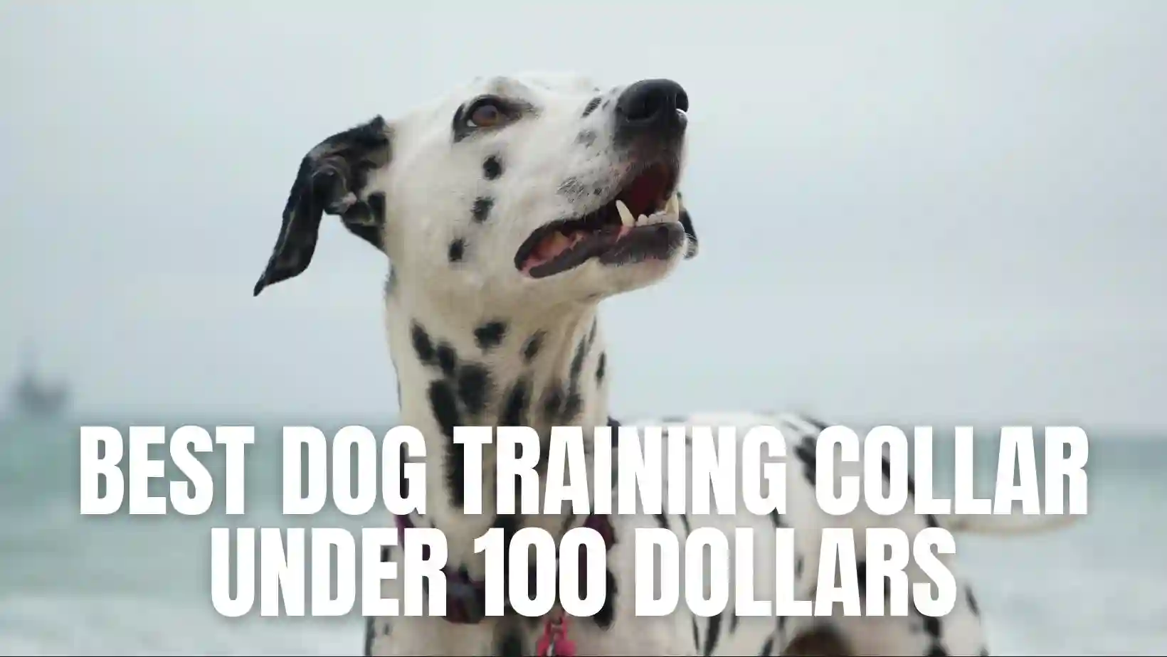 Best Dog Training Collar Under 100 Dollars