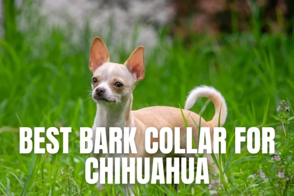 Best bark collar for chihuahua
