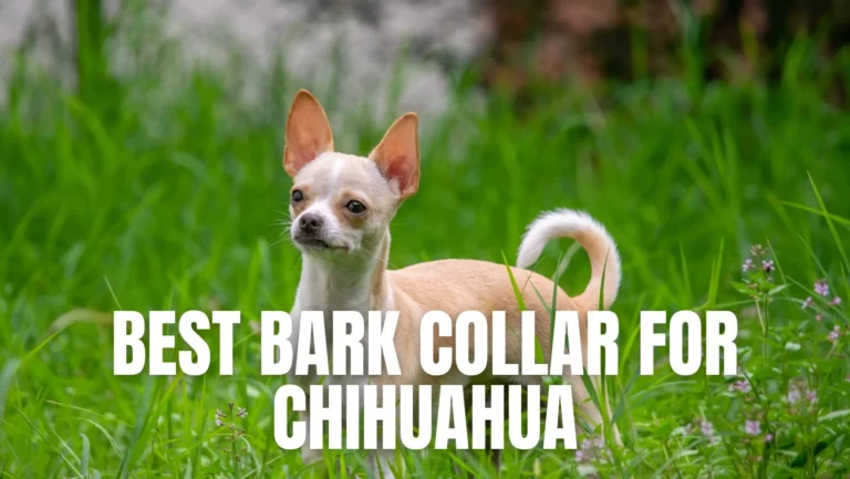 10 Best bark collar for chihuahua for 2023