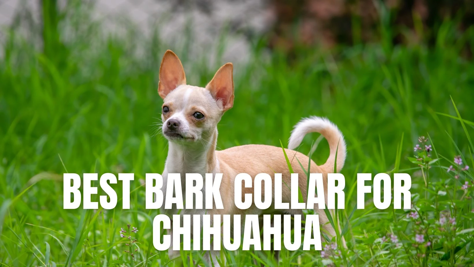 Best bark collar for chihuahua