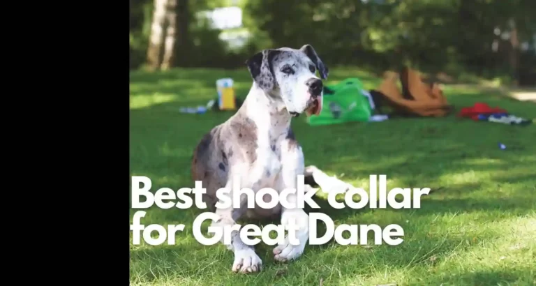 Best shock collar for Great Dane for 2023