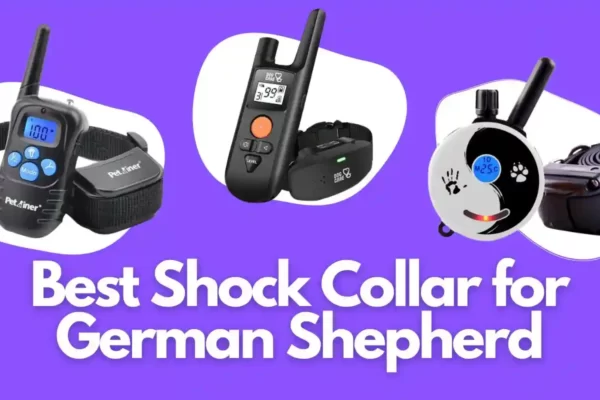 Best Shock Collar for German Shepherd