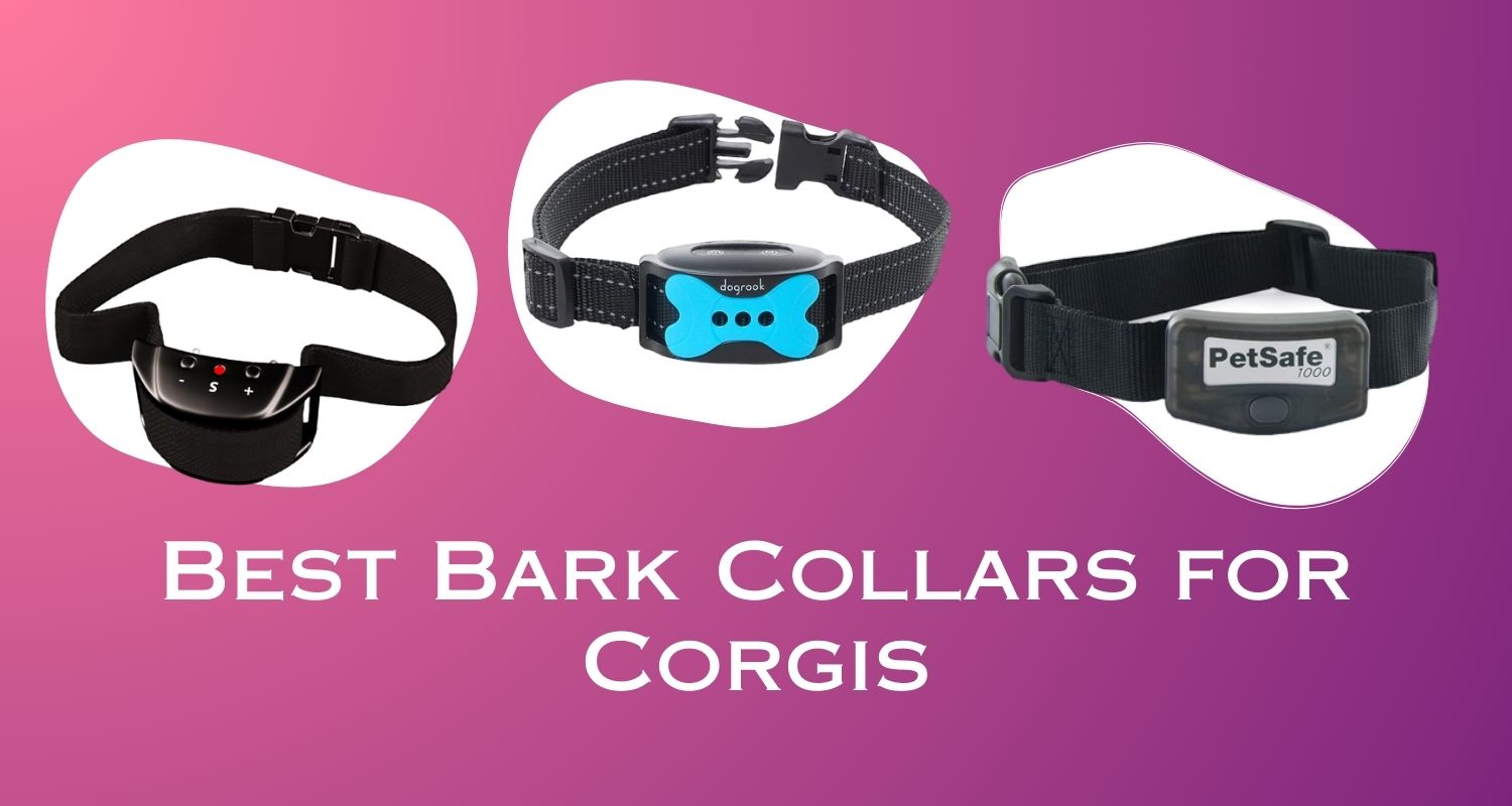 Best Bark Collars for Corgis