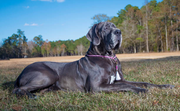 Best Harnesses For Great Danes