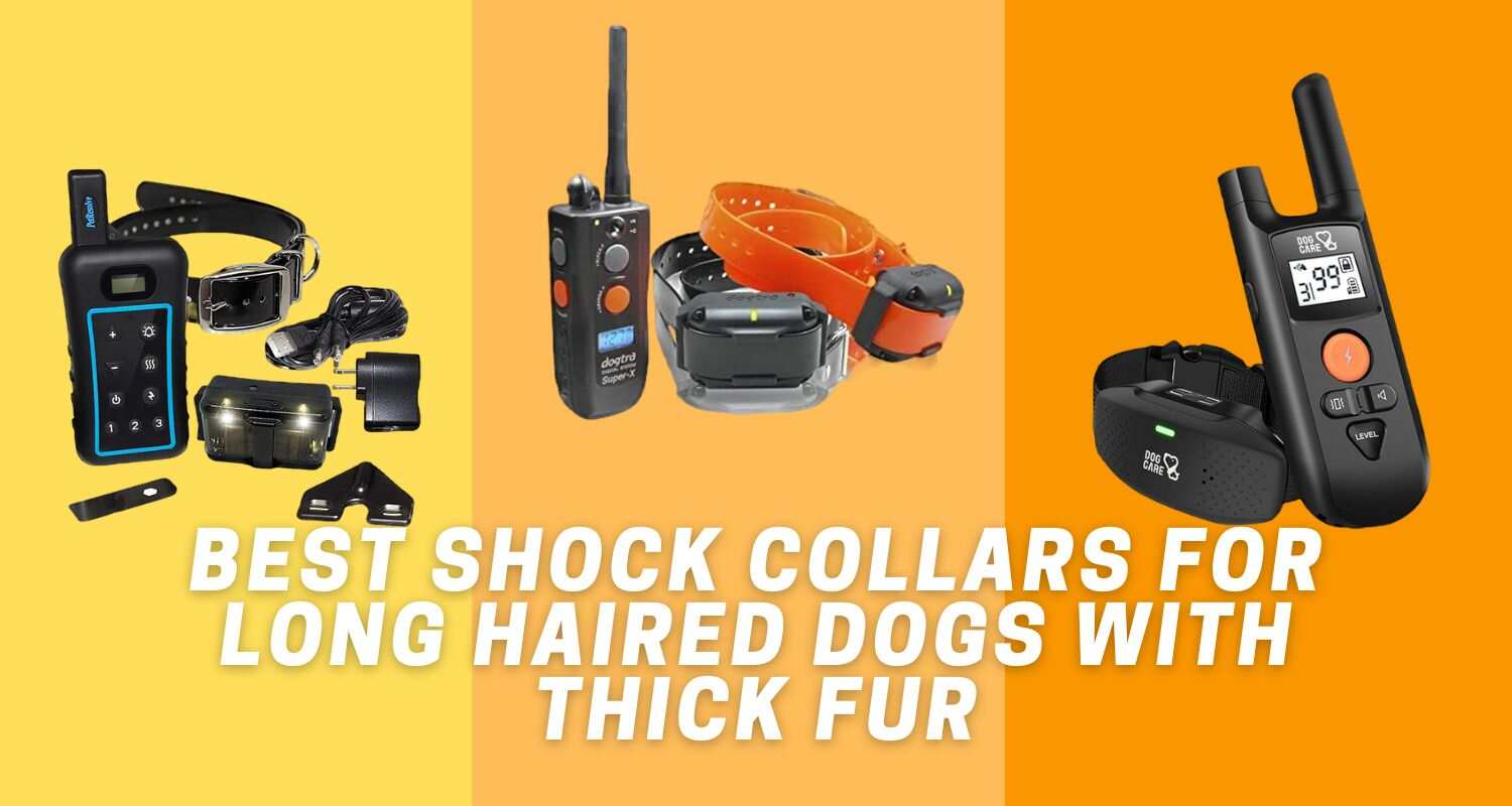 Best Shock Collars for Long Haired Dogs With Thick Fur