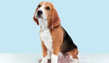 Best Collars For Beagles