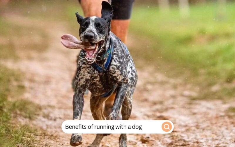 Benefits of Running With a Dog