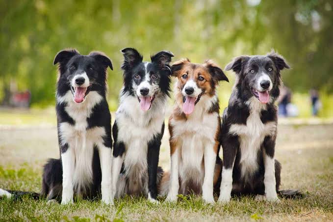 Border Collie is most likely to be stolen from their owners