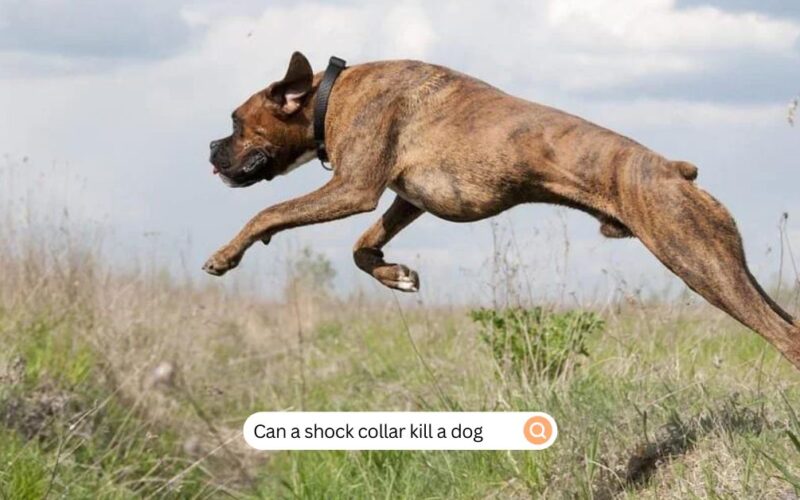 Can A Shock Collar Kill A Dog