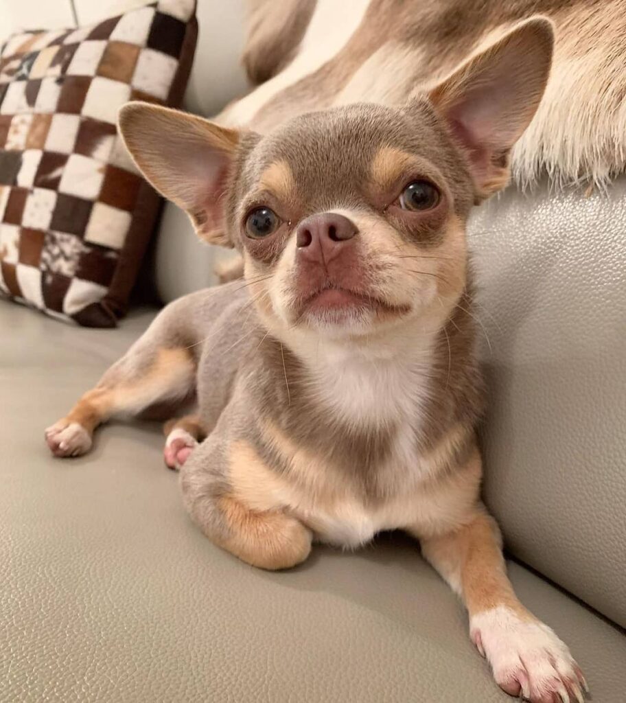 Chihuahua 