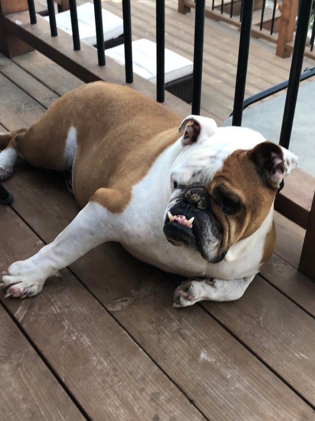 English Bulldog is most likely to be stolen from their owners

