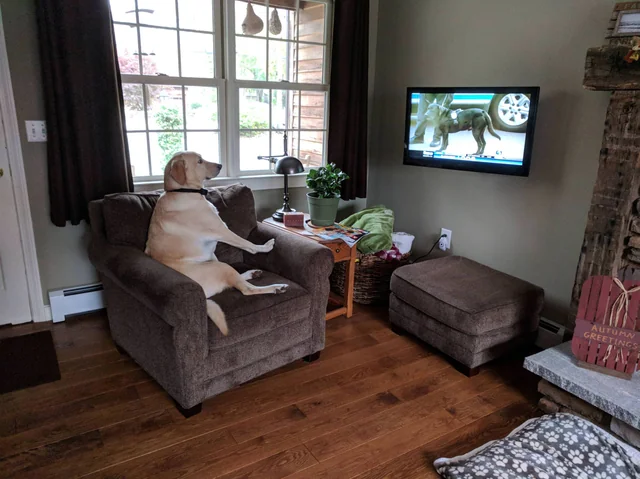 How Do Dogs Recognise Dogs on TV