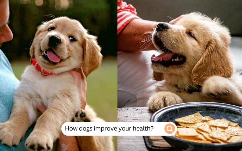 How Dogs Improve Your Health
