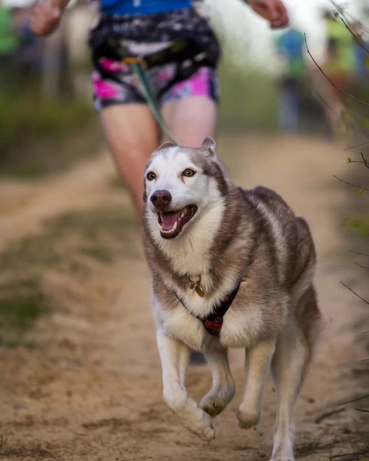 How is Running with Your Dog Full of Health Benefits
