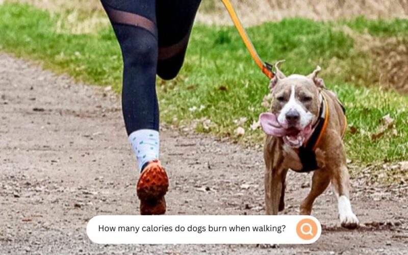 How many calories do dogs burn when walking