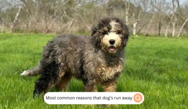 Most common reasons that dog’s run away.