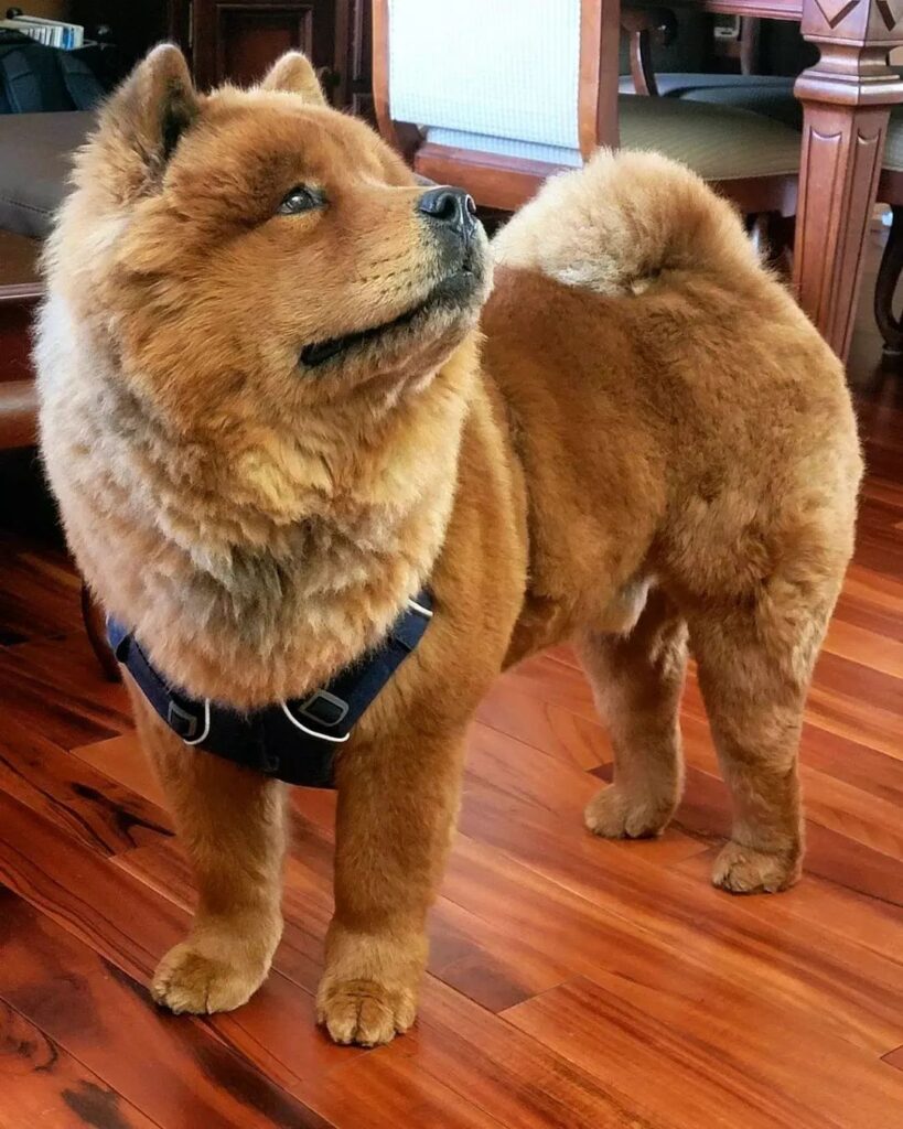 PICTURE OF CHOW CHOW WITH HARNESS (2)