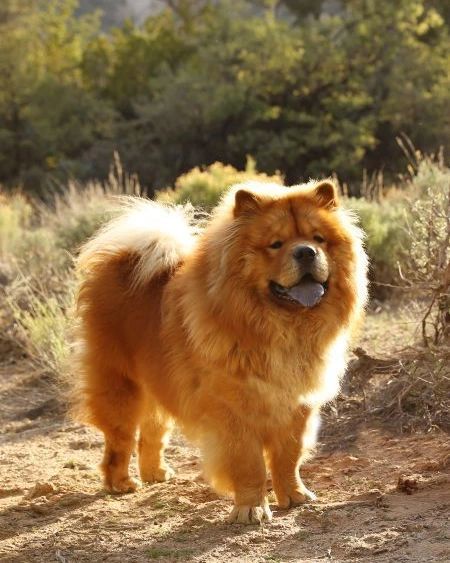 PICTURE OF CHOW CHOW WITH HARNESS (1)