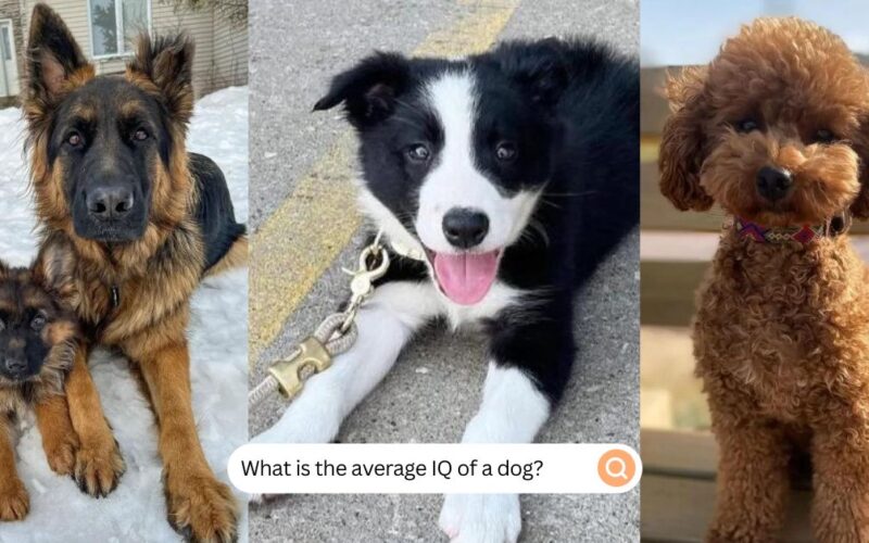 What Is The Average IQ of a Dog