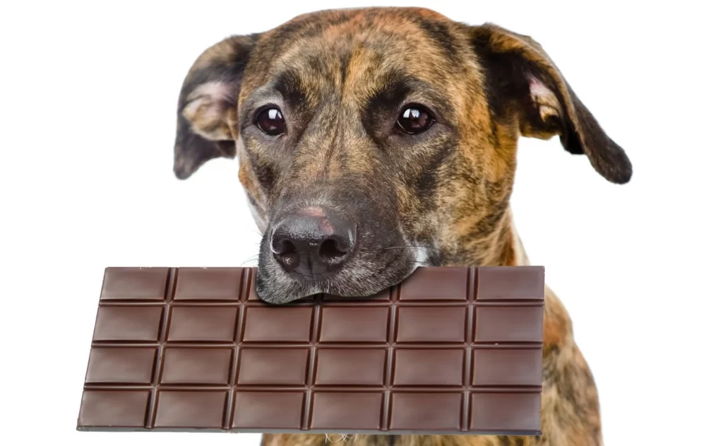 Why Chocolate is Bad & Poisonous To Dogs
