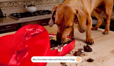 Why Chocolate is Bad and Poisonous To Dogs