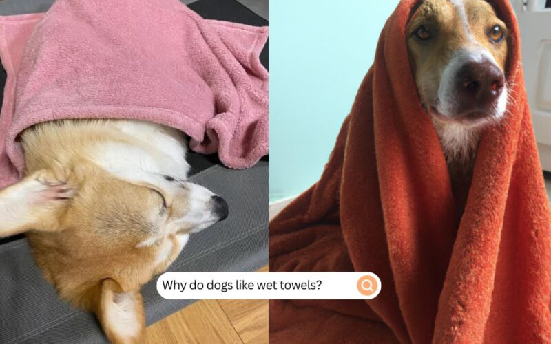 Why do dogs like wet towels?