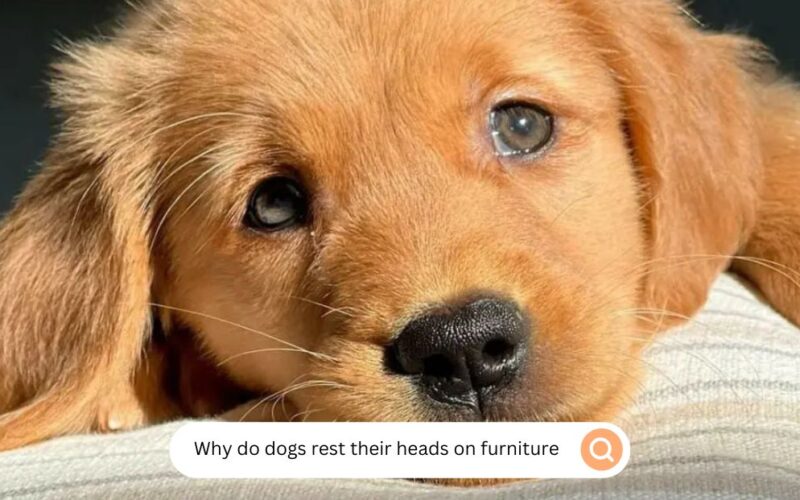 Why do dogs rest their heads on furniture