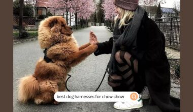 best dog harnesses for chow chow