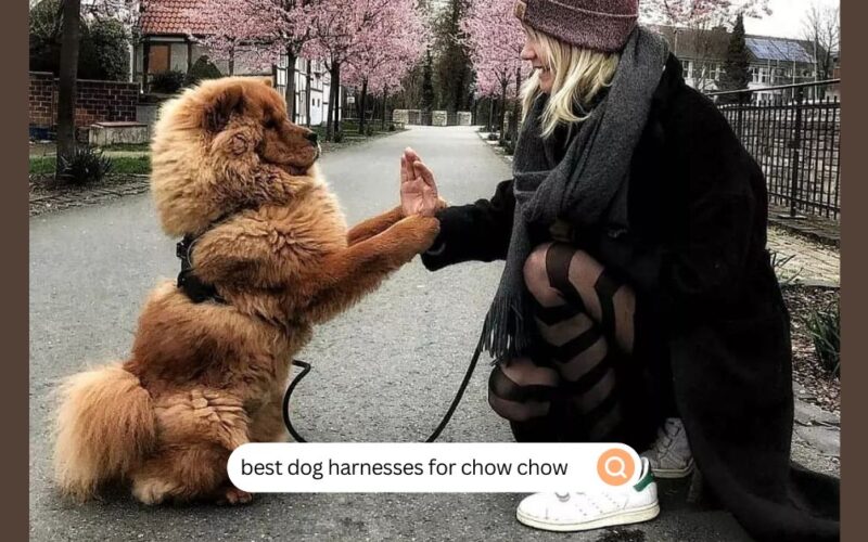 best dog harnesses for chow chow