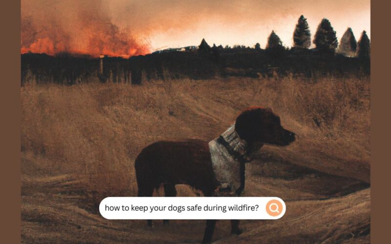 how to keep your dogs safe during wildfire