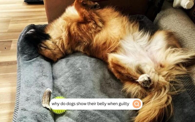 why do dogs show their belly when guilty