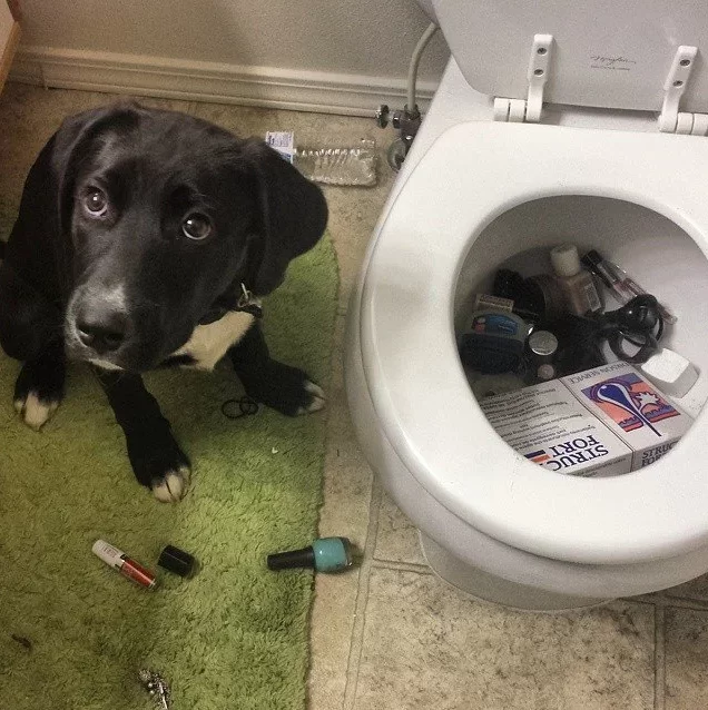 A dog puts all the things in the toilet