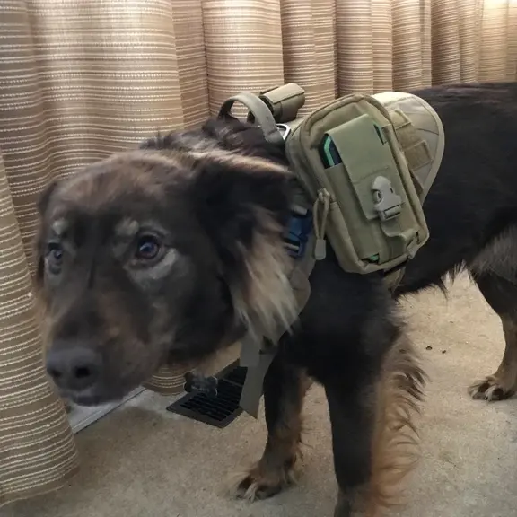 Benefits Of Tactical Dog Harness