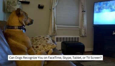 Can Dogs Recognize You on FaceTime, Skype, Tablet, or TV Screen